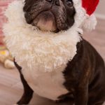 Christmas Santa Dog hat pattern