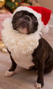 Christmas Santa Dog hat