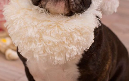 Christmas Santa Dog hat